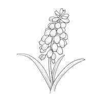 mão desenhado vetor muscari flor