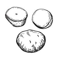 tubérculo batatas vetor ilustração isolado em branco. conjunto do todo e fatia batatas tinta silhueta mão retirou. raiz legumes Preto branco contorno. para Projeto cardápio, invólucro, ingredientes, embalagem.