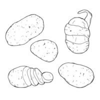 batata definir. mão desenhado batatas vetor ilustração isolado em branco fundo.