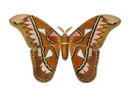 Attacus Atlas Moth (Attacus Aurora) ilustrado por Charles Dessalines D &#39;Orbigny (1806-1876). Digital reforçada a partir de nossa própria edição de 1892 do Dictionnaire Universel D&#39;histoire Naturelle. vetor