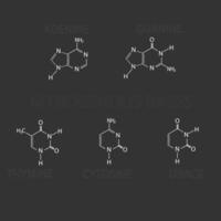 azotado bases molecular esquelético químico Fórmula vetor