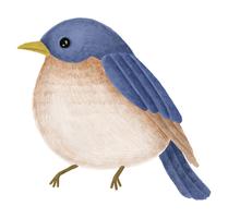 Flycatcher azul de Tickell desenhados à mão vetor