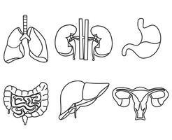 conjunto do humano órgão dentro linha estilo vetor