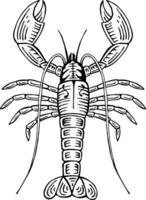 mão desenhado lagosta cor vetor ilustração