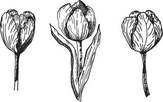 a tulipas conjunto é uma desenhando em destaque em uma branco fundo. uma desenhado à mão desenhando do uma tulipa dentro tinta. vetor ilustração