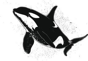 ai gerado silhueta a orca ou assassino baleia Preto cor só vetor