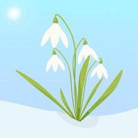 vetor ilustração do snowdrops dentro a neve. florescendo, a primeiro flores