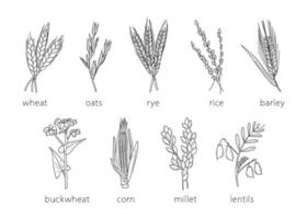 cereal rabiscos, painço esboço, agricultura, trigo, cevada, arroz, milho, trigo mourisco, painço, lentilhas. fino linha arte sobre cereal plantas. vetor