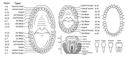 conjunto do anatomia do humano dentes e mandíbulas, arranjo do dentes dentro pessoas - adultos e crianças, conjunto do vetor ilustrações dentro rabisco estilo