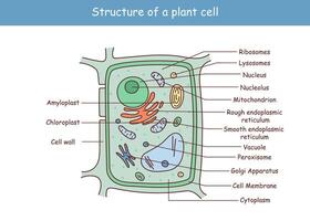 ilustração do a plantar célula anatomia estrutura. vetor infográfico