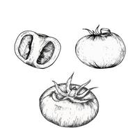 vetor fresco legumes ilustração. mão desenhado tinta gráficos Comida ilustração do tomate e peças com folhas para têxtil, embalagem, cardápio, restaurante Projeto