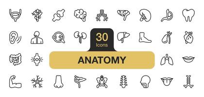 conjunto do 30 anatomia ícone elemento conjuntos. inclui pulmões, dentes, traquéia, músculo, nervos, globos oculares, nariz, boca, e mais. esboço ícones vetor coleção.