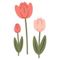 ilustração do uma desenho animado fofa Rosa tulipa. vetor