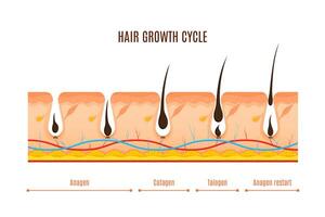 cabelo crescimento ciclo fases vetor infográficos