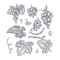 uvas definidas vinhedo coleção vinho uvas folhas gravura vetorial imagens gráficas imagens restaurante menu ilustração uva vinho sabor fresco videira