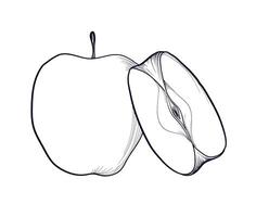 mão desenhando do a maçã e metade uma fruta vetor