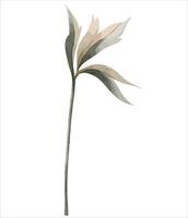 aguarela peônia flor. botânico isolado ilustração. mão pintado floral elemento vetor