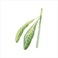 verde plumeria ou frangipani folhas. aguarela mão pintado tropical plantar. isolado elementos em branco fundo. natural botânico ilustração. feriados, exótico floral cartão desenhos, selva impressões vetor