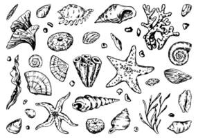 conjunto do estrela do Mar, concha, pedras, algas marinhas, coral. esboço estilo vetor ilustrações. coleção do mão desenhado embaixo da agua vida grampo artes isolado em branco fundo.