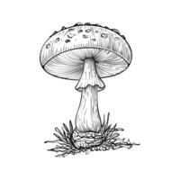 mão desenhado mashroom ilustração isolado em branco fundo vetor