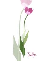 a simples isolado só Rosa tulipa em branco fundo vetor ilustração