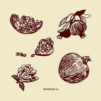 mão desenhado romã, gráficos. todo fruta, fatias. vetor ilustração dentro botânico estilo. Projeto elemento para cartões, Comida rótulos, bandeiras, capas, invólucro papel, cartazes, panfletos.