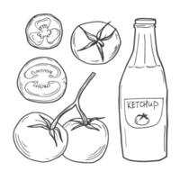 fatia de tomate, molho, ketchup set vector. isolado no fundo branco. ingrediente alimentar de tomate. ilustração de tomate desenhada à mão gravada em estilo vintage retrô. alimentos orgânicos, componente de pratos vetor