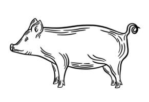 porco Preto esboço vetor ilustração. carne de porco linha arte, gravação, silhueta