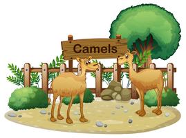 Uma tabuleta na parte de trás dos dois camelos vetor