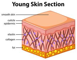 Diagrama mostrando a seção de pele jovem vetor
