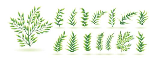 natural verde erva folhas botânico coleção Projeto vetor