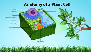 Anatomia da célula vegetal com nomes vetor