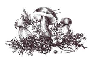 cogumelos floresta boletos com grama, amoras, musgo e cone. gráfico botânico ilustração mão desenhado dentro Castanho tinta. para receitas, embalagem, outono festival, colheita. isolado composição vetor
