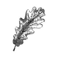 carvalho outono folha esboço mão desenhado vetor