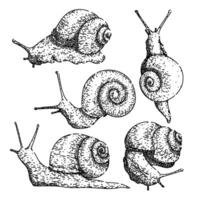 Caracol conjunto esboço mão desenhado vetor