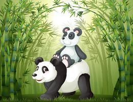Dois pandas dentro da floresta de bambu vetor