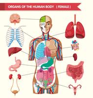 Órgãos do diagrama do corpo humano vetor