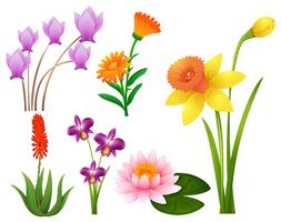 Diferentes tipos de flores tropicais vetor