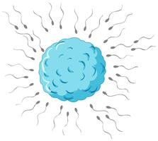 Fertilização com espermatozóides e óvulos