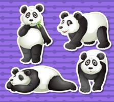 Conjunto de panda vetor