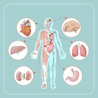 humano corpo anatomia infográfico do estrutura do humano órgãos vetor ilustração