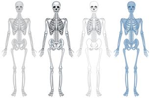 Diagrama diferente do esqueleto humano vetor