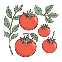 tomate grampo arte vetor ilustração