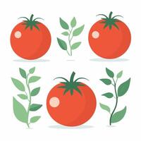 tomate grampo arte vetor ilustração