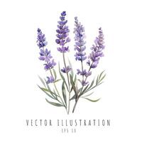 lavanda aguarela para Casamento convite isolado em branco fundo. vetor ilustração