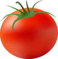 vetor grande maduro vermelho fresco cortar tomate em branco fundo
