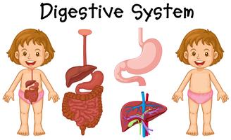 Menina, e, sistema digestivo, diagrama vetor