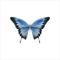 elegante realista borboleta dentro azul e Preto cores. australiano Ulisses rabo de andorinha mariposa. aguarela ilustração isolado em branco fundo. mão desenhado endêmico animais selvagens cartão Projeto composição vetor