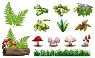 Conjunto de plantas florestais vetor