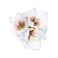 amêndoa flores ramalhete, floração cereja. Rosa e branco maçã flores, sakura vetor botânico ilustração